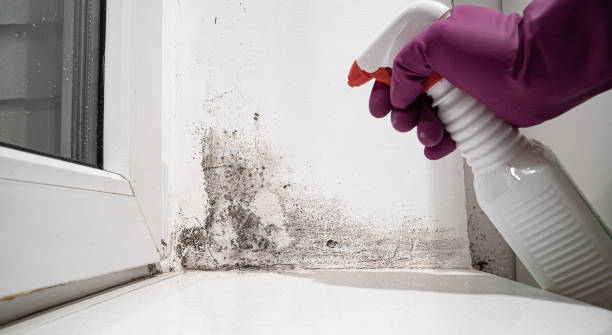 Best 24/7 water damage repair  in Freemansburg, PA